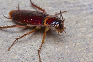 pest control somerset west cape town