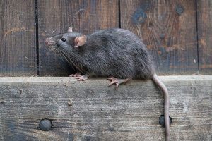 rodents pest control Erasmuskloof