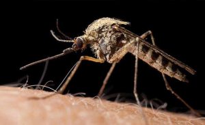 pest control in Ceres