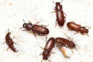 stored product insects